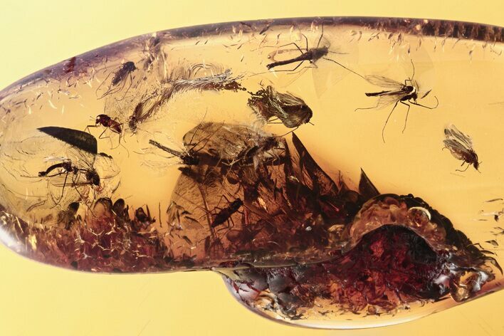 Detailed Fossil Fly Swarm (Chironomidae) In Baltic Amber #275440